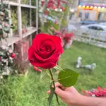 Single Flowers - Red